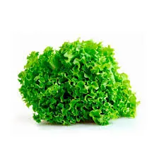 Lechuga hidropónica
