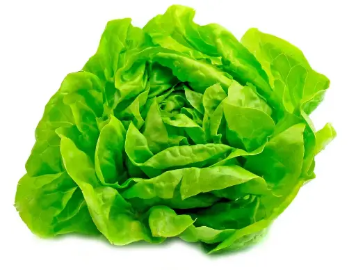 Lechuga Española Hidropónica
